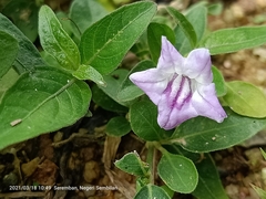 Ruellia tuberosa