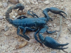 Heterometrus laoticus