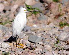Egretta thula