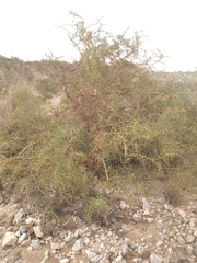 Hualania colletioides