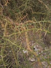 Hualania colletioides