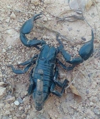 Heterometrus laoticus