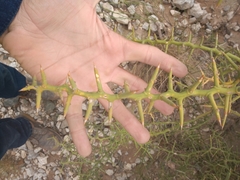 Hualania colletioides