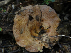 Lactarius tawai