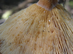 Lactarius tawai