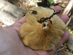 Lactarius tawai