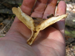 Lactarius tawai