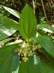 Miconia dissitinervia