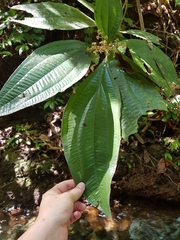 Miconia dissitinervia