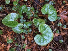 Asarum