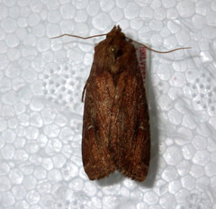 Apamea lateritia