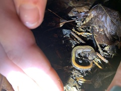 Plethodon dorsalis
