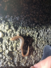 Plethodon cinereus