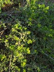 Baccharis pilularis pilularis