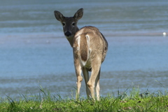 Odocoileus virginianus leucurus
