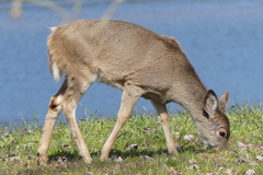Odocoileus virginianus leucurus