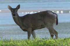 Odocoileus virginianus leucurus