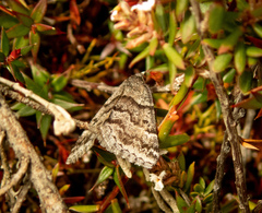 Dichromodes partitaria