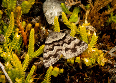 Dichromodes partitaria