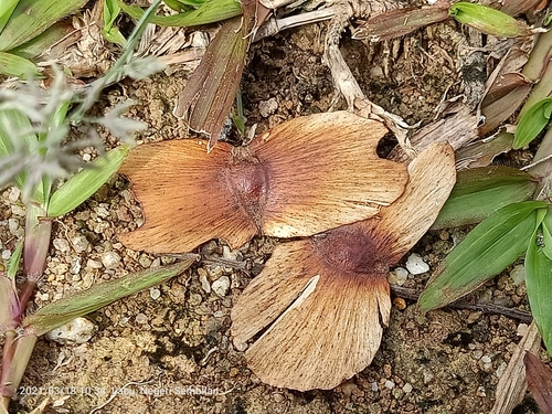 Ivory Coast almond (Terminalia ivorensis)