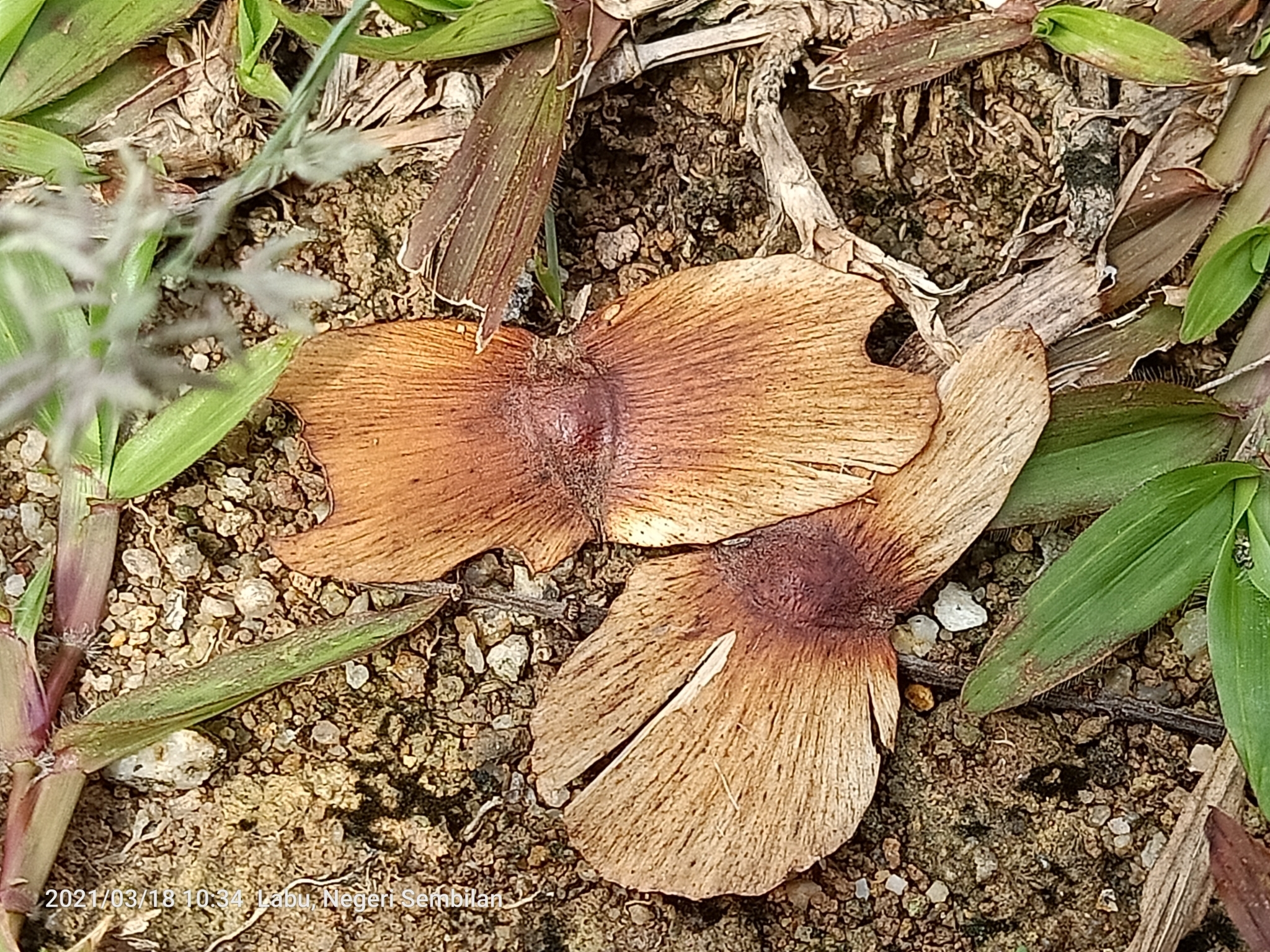 Ivory Coast Almond (Terminalia ivorensis)