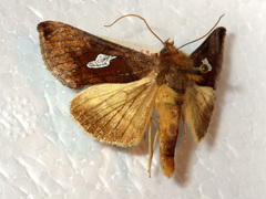 Autographa bractea