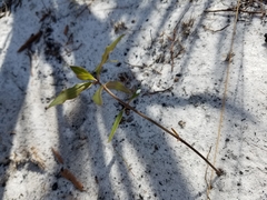 Asclepias curtissii image