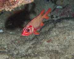 Sargocentron tiere