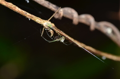 Leucauge regnyi