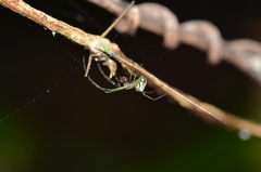 Leucauge regnyi