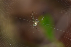 Leucauge regnyi