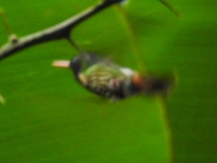 Lophornis helenae image