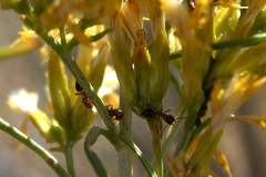 Crematogaster coarctata