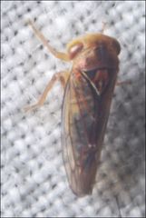 Rosopaella kirkaldyi