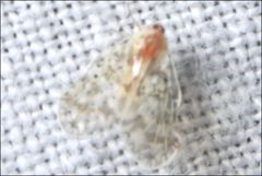 Saccharodite chrysonoe