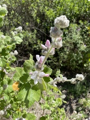 Malacothamnus clementinus