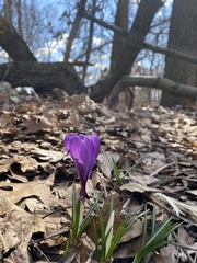 Crocus vernus
