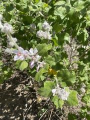 Malacothamnus clementinus