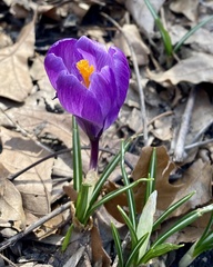 Crocus vernus