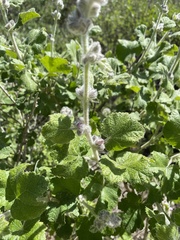 Malacothamnus clementinus