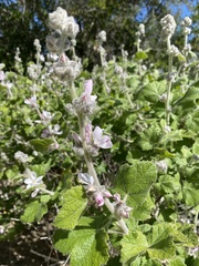 Malacothamnus clementinus