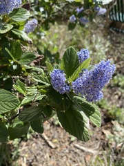 Ceanothus arboreus