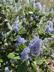 Ceanothus arboreus
