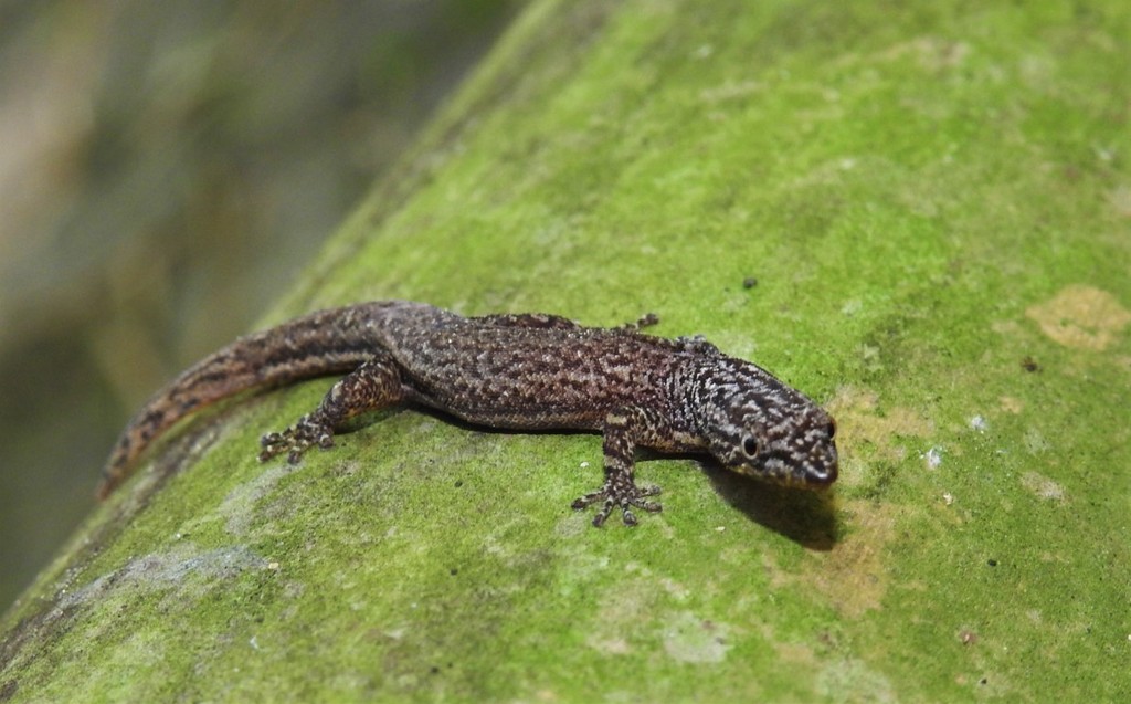 Upper Central American Geckolet