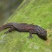 Continental Least Gecko - Photo (c) delmer jonathan, some rights reserved (CC BY-NC), uploaded by delmer jonathan