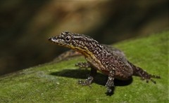 Sphaerodactylus continentalis