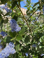 Ceanothus arboreus