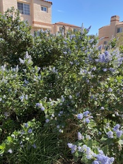 Ceanothus arboreus