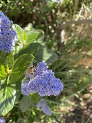 Ceanothus arboreus