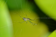 Leucauge regnyi